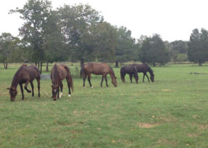 Retired life at HorseLink